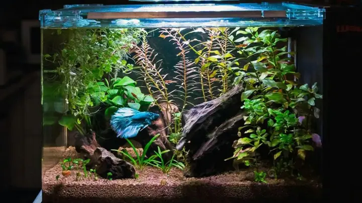 Hướng Dẫn Setup Bể Cá Betta Thủy Sinh Đẹp & Chuẩn Cho Người Mới Bắt Đầu