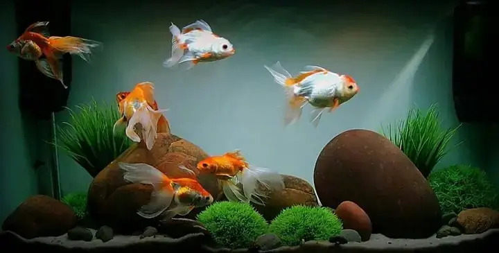 Bể Cá Cần Những Gì? Hướng Dẫn Chuẩn Bị Đầy Đủ Cho Người Mới Bắt Đầu
