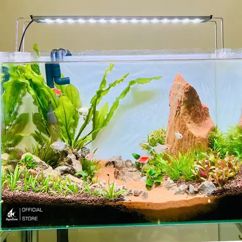 Bể Cá Cần Những Gì? Hướng Dẫn Chuẩn Bị Đầy Đủ Cho Người Mới Bắt Đầu