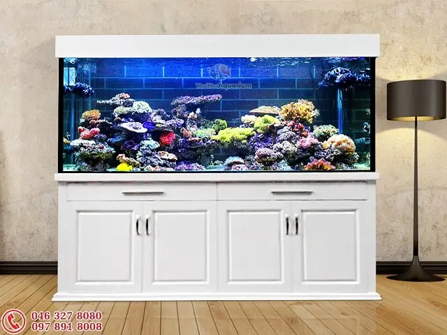 Bể Cá Cảnh Biển: Hướng Dẫn Setup, Chi Phí Và Kinh Nghiệm Nuôi Trọn Gói