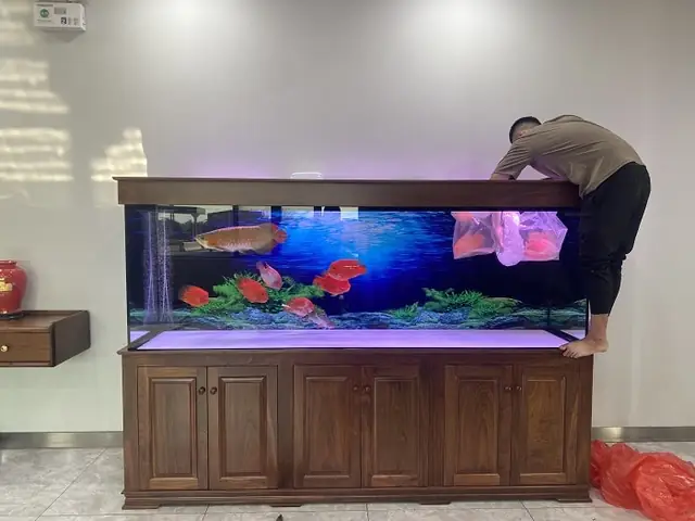 Bể Cá Cảnh Chân Gỗ: Mẫu Mã, Chất Liệu & Kinh Nghiệm Chọn Mua Bể Cá Cảnh Chân Gỗ: Mẫu Mã, Chất Liệu & Kinh Nghiệm Chọn Mua