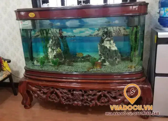 Mua Bán & Thanh Lý Bể Cá Cảnh Cũ Giá Rẻ: Hướng Dẫn Từ A-z