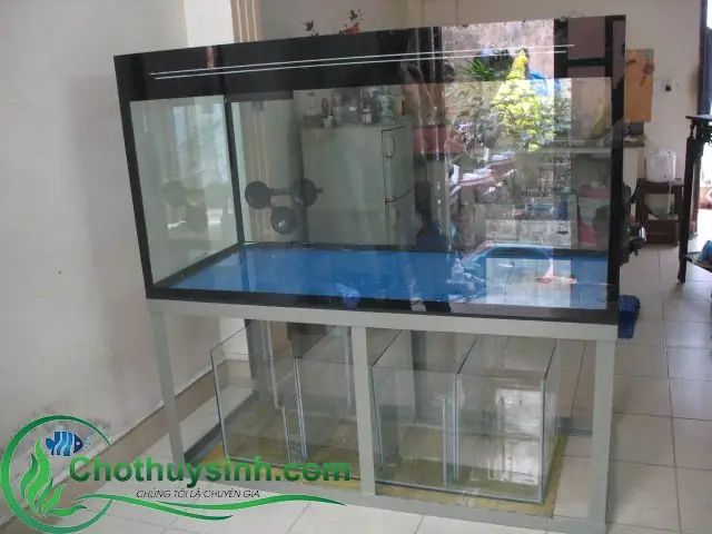 Mua Bể Cá Cảnh Cũ Giá Rẻ: Nơi Thanh Lý Uy Tín & Kinh Nghiệm Chọn Mua