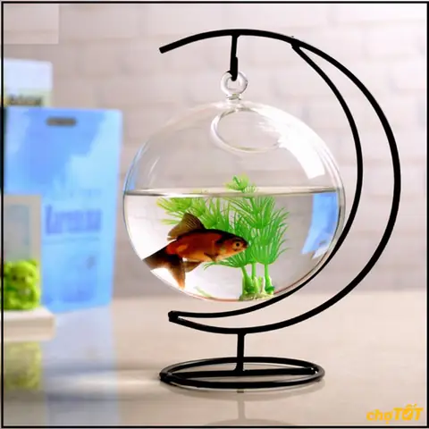 Mua Bể Cá Cảnh Cũ Giá Rẻ: Nơi Thanh Lý Uy Tín & Kinh Nghiệm Chọn Mua