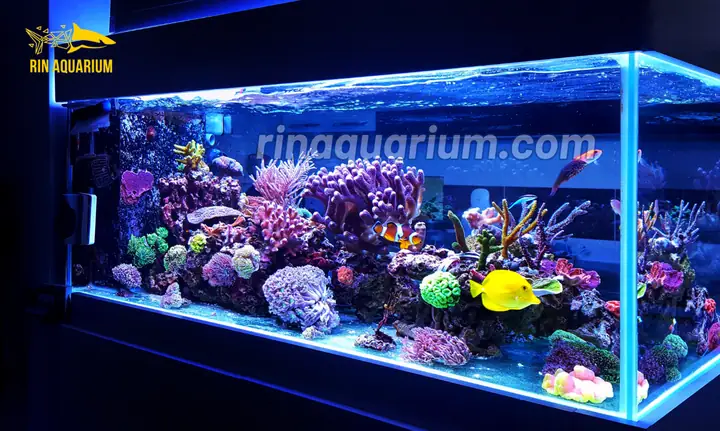 Top 10+ Mẫu Bể Cá Cảnh Đẹp & Cách Chọn Theo Không Gian Top 10+ Mẫu Bể Cá Cảnh Đẹp & Cách Chọn Theo Không Gian