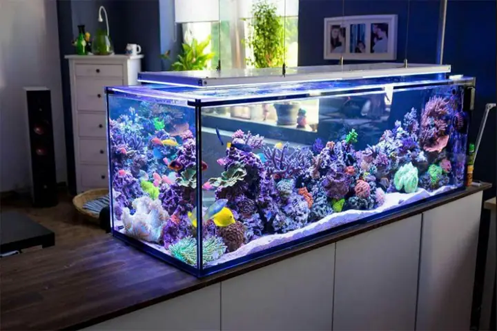 Bể Cá Cảnh Đẹp Nhất Thế Giới: Khám Phá Các Mẫu Bể Và Loài Cá Thuỷ Sinh Độc Đáo