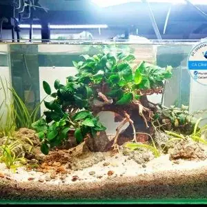Bể Cá Cảnh Được Gọi Là Gì? Khám Phá Khái Niệm & Các Thuật Ngữ Liên Quan Bể Cá Cảnh Được Gọi Là Gì? Khám Phá Khái Niệm & Các Thuật Ngữ Liên Quan