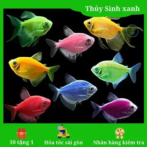 Bể Cá Cảnh Giá Rẻ: Chọn Mua Bể Cá Đẹp, Chất Lượng & Phụ Kiện Đi Kèm