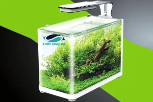 Bể Cá Cảnh Nhập Khẩu: Mẫu Đẹp, Cách Chọn Và Lưu Ý Quan Trọng