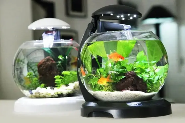 Bể Cá Chọi Mini: Chọn Mẫu Nào Tốt, Setup & Chăm Sóc Đơn Giản Cho Người Mới