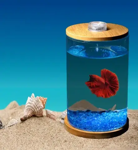 Bể Cá Chọi Mini: Chọn Mẫu Nào Tốt, Setup & Chăm Sóc Đơn Giản Cho Người Mới