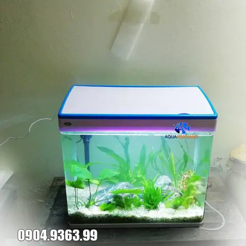 Bể Cá Có Nắp: Hướng Dẫn Chọn Mua, Lợi Ích & Các Mẫu Phổ Biến