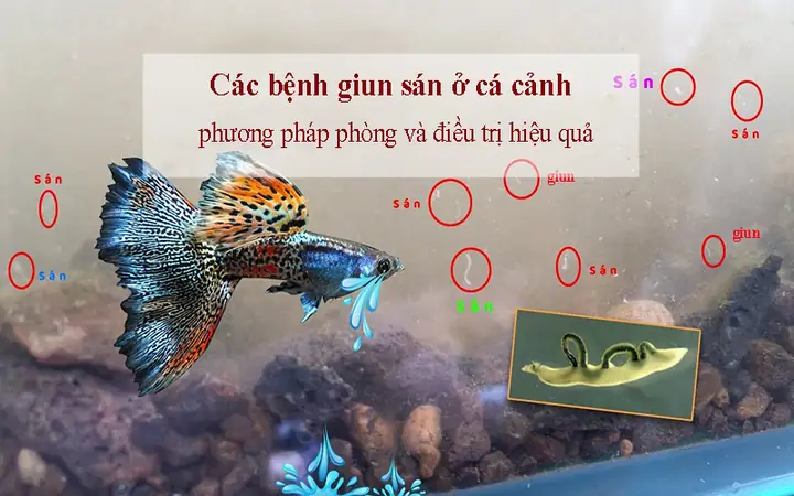 Hồ Cá Bị Sán: Nguyên Nhân, Dấu Hiệu Và Cách Xử Lý Hiệu Quả