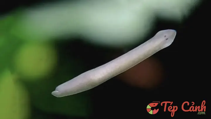 Hồ Cá Bị Sán: Nguyên Nhân, Dấu Hiệu Và Cách Xử Lý Hiệu Quả