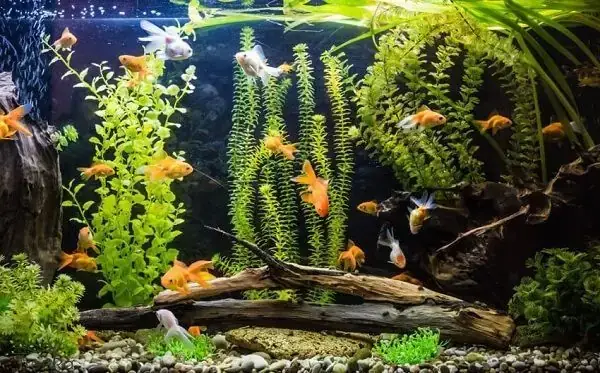 Bể Cá Đẹp Nhất Thế Giới: Tổng Hợp Mẫu Mã, Xu Hướng & Cách Chọn Bể Phù Hợp