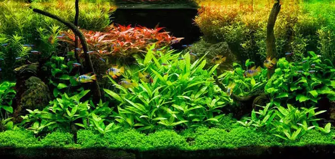 Bể Cá Đẹp Nhất Thế Giới: Tổng Hợp Mẫu Mã, Xu Hướng & Cách Chọn Bể Phù Hợp