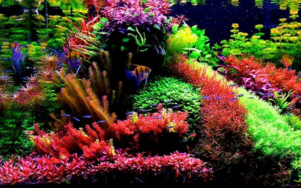 Bể Cá Đẹp Nhất Thế Giới: Tổng Hợp Mẫu Mã, Xu Hướng & Cách Chọn Bể Phù Hợp