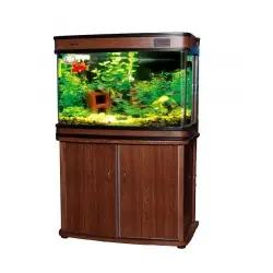 Bể Cá Đúc 80cm: Kích Thước, Đặc Điểm & Lưu Ý Chọn Mua Chuẩn