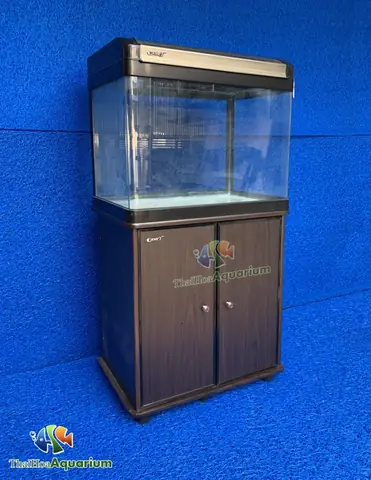 Bể Cá Đúc 80cm: Kích Thước, Đặc Điểm & Lưu Ý Chọn Mua Chuẩn