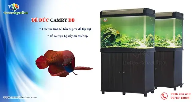 Bể Cá Đúc 80cm: Kích Thước, Đặc Điểm & Lưu Ý Chọn Mua Chuẩn