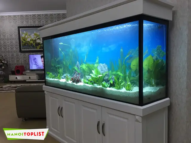 Bể Cá Hà Nội: Địa Chỉ, Mẫu Mã & Kinh Nghiệm Mua Bể Cá Cảnh Uy Tín