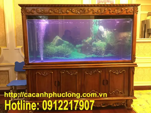 Bể Cá Hà Nội: Địa Chỉ, Mẫu Mã & Kinh Nghiệm Mua Bể Cá Cảnh Uy Tín