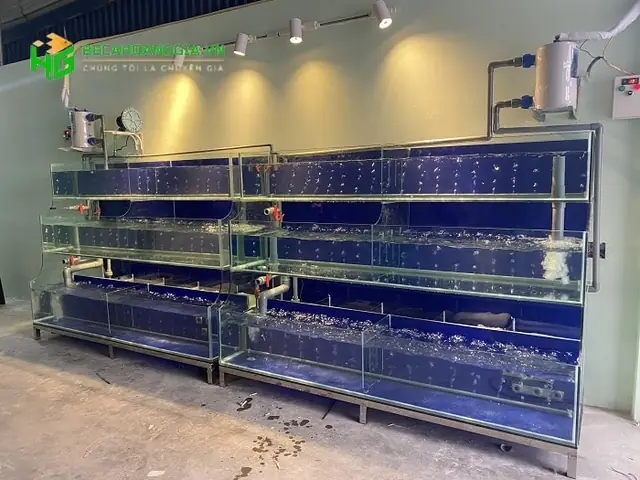 Mua Bể Cá Cảnh Hải Dương: Địa Chỉ Uy Tín & Kinh Nghiệm Chọn Mua