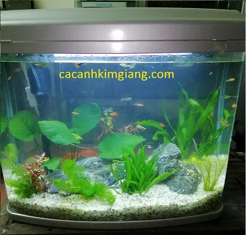 Bể Cá Mini Trung Quốc: Review Các Mẫu Đẹp, Công Nghệ & Lựa Chọn Phù Hợp