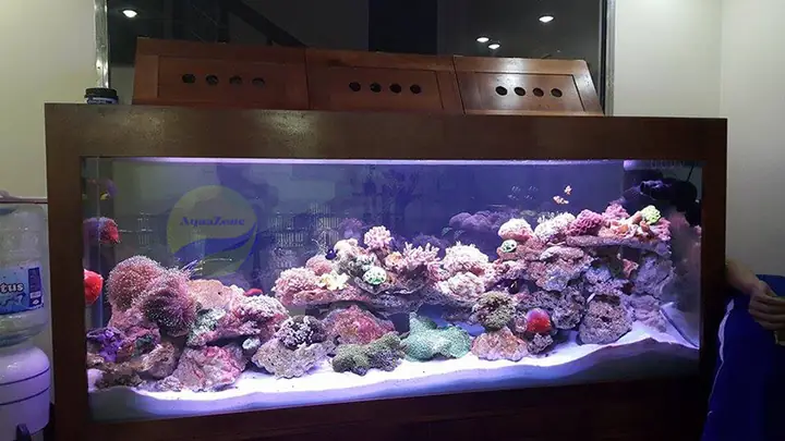 Bể Cá Nước Mặn Aquarium: Hướng Dẫn Setup & Lưu Ý Quan Trọng Cho Người Mới