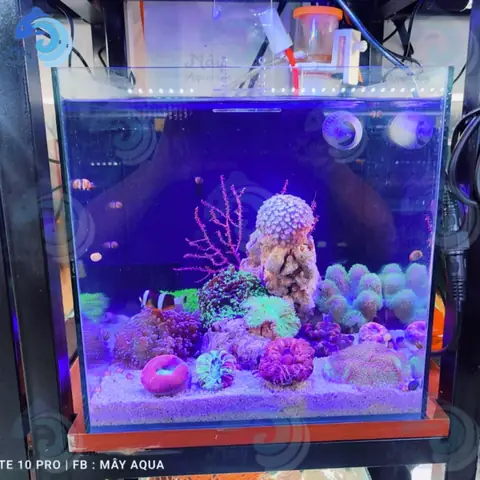 Bể Cá Nước Mặn Aquarium: Hướng Dẫn Setup & Lưu Ý Quan Trọng Cho Người Mới