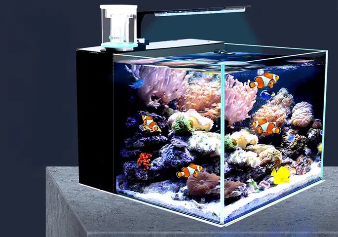 Bể Cá Nước Mặn Aquarium: Hướng Dẫn Setup & Lưu Ý Quan Trọng Cho Người Mới