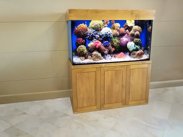 Bể Cá Nước Mặn Aquarium: Hướng Dẫn Setup & Lưu Ý Quan Trọng Cho Người Mới