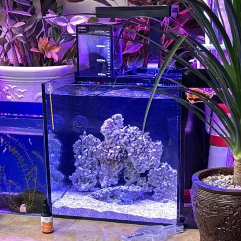 Hướng Dẫn Setup Bể Cá San Hô Mini Đơn Giản, Chi Tiết Cho Người Mới Hướng Dẫn Setup Bể Cá San Hô Mini Đơn Giản, Chi Tiết Cho Người Mới