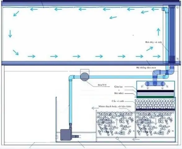 Bể Lọc Cá Rồng: Hướng Dẫn Chọn Mua Và Lắp Đặt Hệ Thống Lọc Hiệu Quả