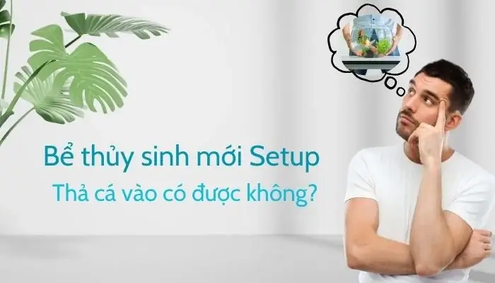 Bể Mới Setup Bao Lâu Thì Thả Cá An Toàn? Hướng Dẫn Chi Tiết