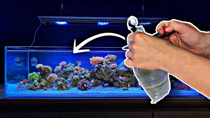 Bể Mới Setup Bao Lâu Thì Thả Cá An Toàn? Hướng Dẫn Chi Tiết