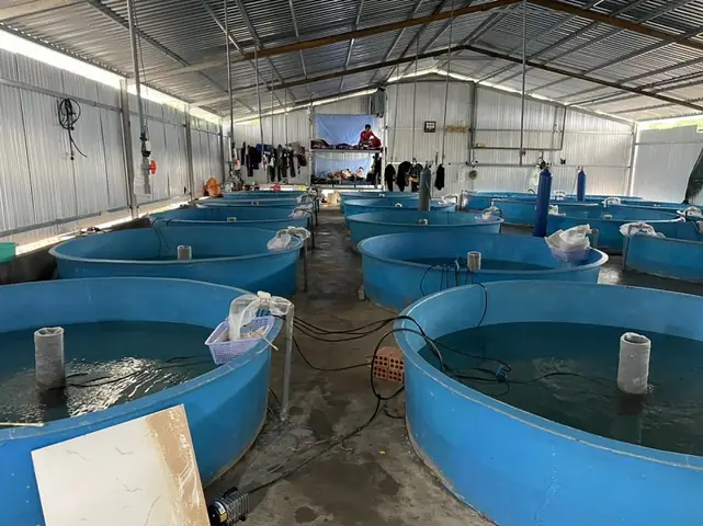 Bể Nuôi Cá Bằng Nhựa: Kích Thước, Chất Liệu & Lựa Chọn Tốt Nhất