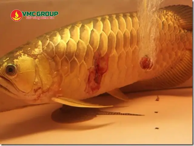 Bệnh Đốm Trắng Ở Cá Rồng: Nguyên Nhân, Triệu Chứng Và Cách Điều Trị Hiệu Quả Bệnh Đốm Trắng Ở Cá Rồng: Nguyên Nhân, Triệu Chứng Và Cách Điều Trị Hiệu Quả
