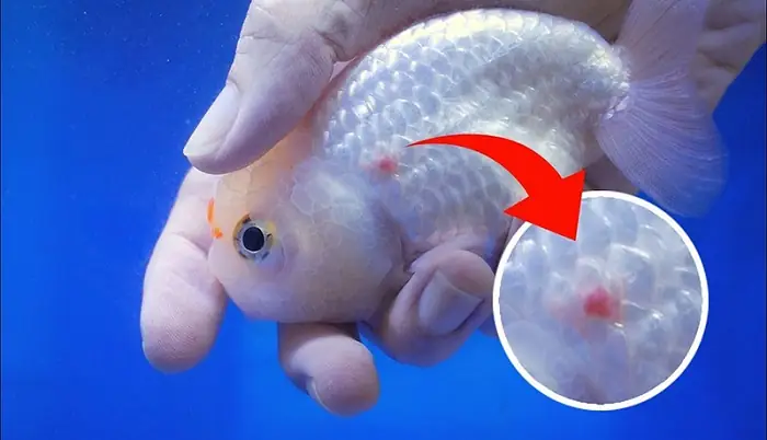 Bệnh Đường Ruột Ở Cá Cảnh: Nguyên Nhân, Triệu Chứng & Cách Chữa Trị Hiệu Quả