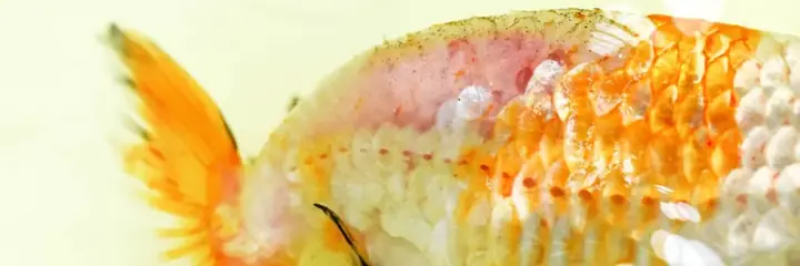 Bệnh Đường Ruột Ở Cá Cảnh: Nguyên Nhân, Triệu Chứng & Cách Chữa Trị Hiệu Quả
