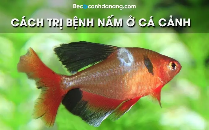 Bệnh Nấm Ở Cá: Nguyên Nhân, Triệu Chứng Và Cách Xử Lý Hiệu Quả