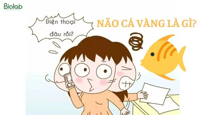 Hội Chứng Não Cá Vàng Là Gì? Nguyên Nhân, Dấu Hiệu Và Cách Cải Thiện Hiệu Quả