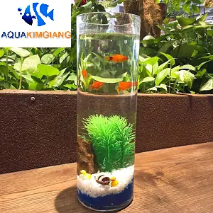 Bình Nuôi Cá Cảnh: Hướng Dẫn Chọn Mua & Cách Nuôi Cơ Bản