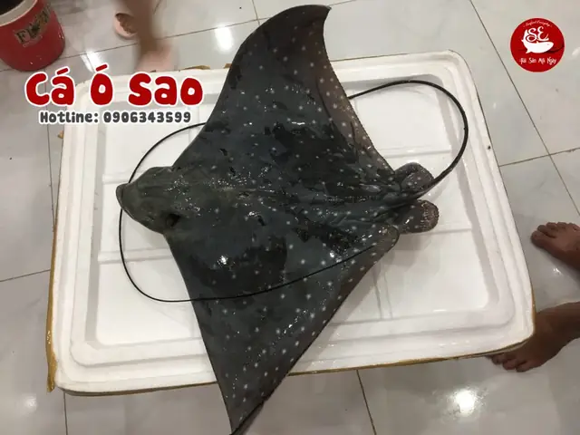 Cá Đuối Ó: Định Nghĩa, Đặc Điểm Và Các Loại Phổ Biến