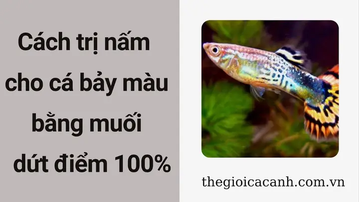 Có Nên Cho Muối Vào Hồ Cá Bảy Màu? Hướng Dẫn Sử Dụng An Toàn, Hiệu Quả
