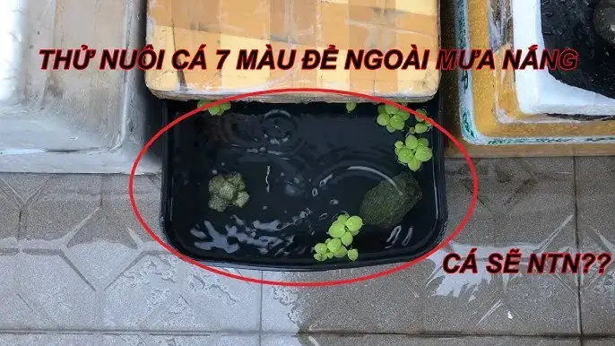 Có Nên Cho Muối Vào Hồ Cá Bảy Màu? Hướng Dẫn Sử Dụng An Toàn, Hiệu Quả