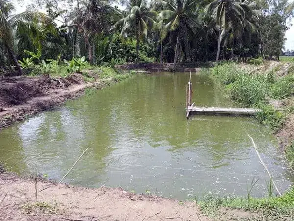 Hướng Dẫn Bón Đạm Cho Ao Cá: Tăng Năng Suất Nuôi Hiệu Quả Và Bền Vững