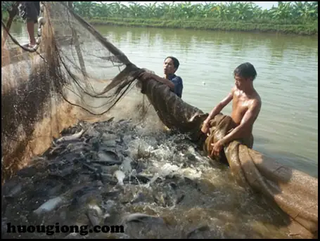 Hướng Dẫn Bón Đạm Cho Ao Cá: Tăng Năng Suất Nuôi Hiệu Quả Và Bền Vững