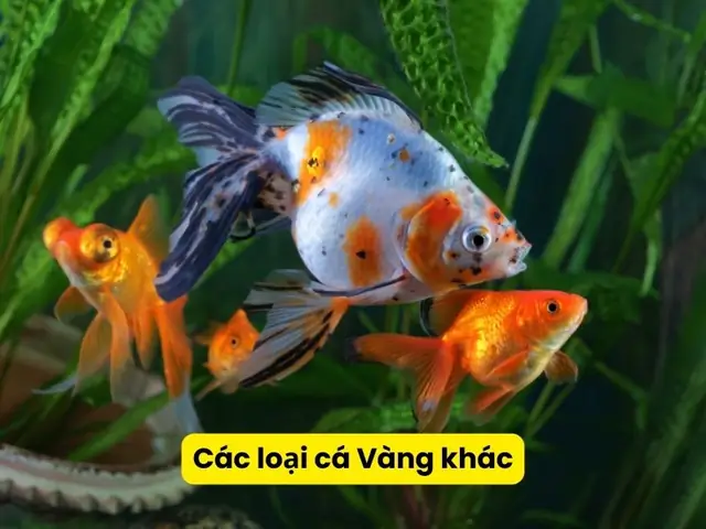 Cá Ba Đuôi Nuôi Chung Với Cá Gì: Hướng Dẫn Lựa Chọn Tối Ưu