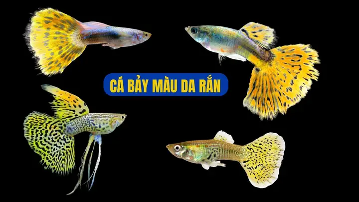 Cá 7 Màu Biên Hòa: Nơi Mua, Các Loại Phổ Biến & Kinh Nghiệm Nuôi Trồng